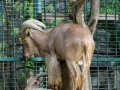 ZOO-Viden 24 srpen 2014 763.JPG